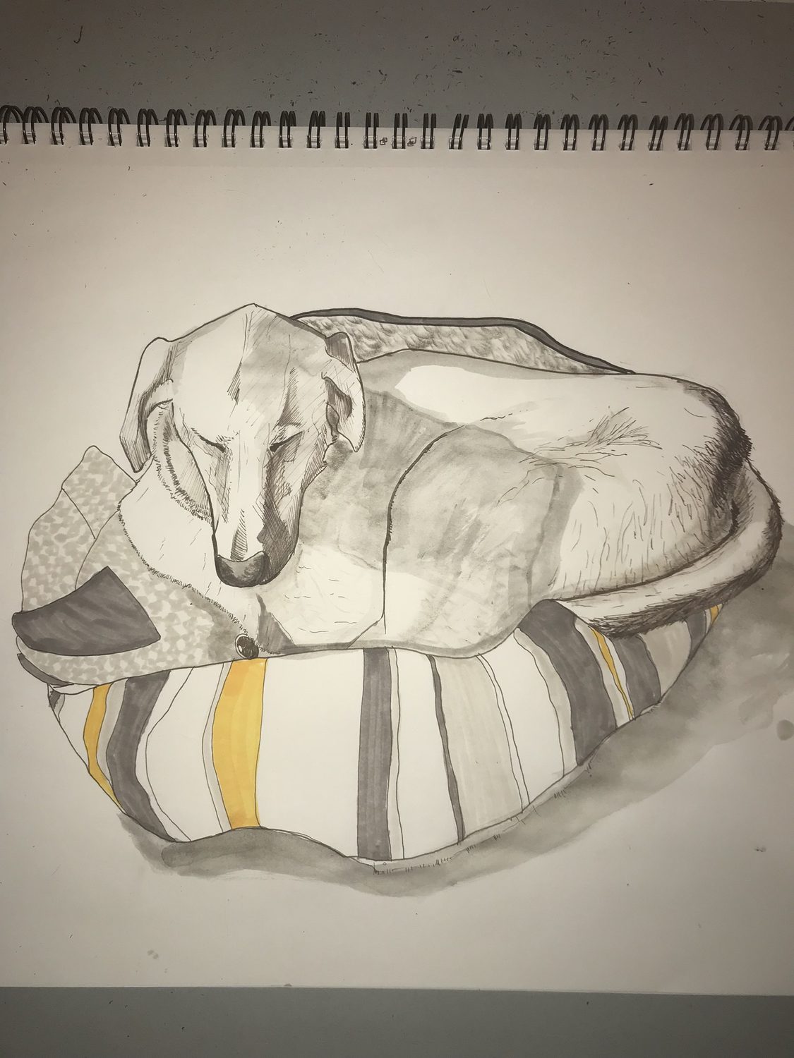 A photo of a hand-drawn ink-and-marker picture of a dog curled asleep on a striped cushion, in a spiral-bound sketchbook.